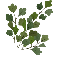clipart foto carte