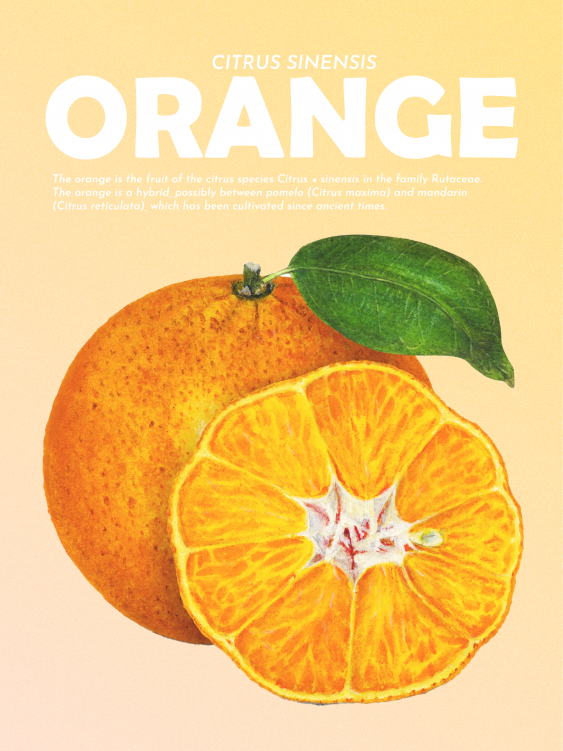 Poster, Fructe - Portocale, 21x30