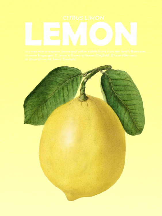 Poster, Fructe - Lămâie, 21x30