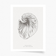 Poster, Seashells, 20x30 cm