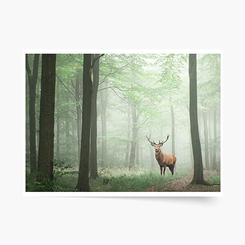 Poster, Cerbul, 30x21