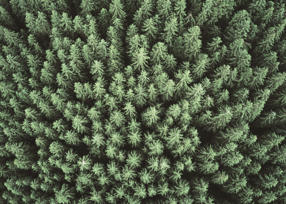 Poster, Las: Woods, 40x30