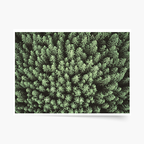 Poster, Las: Woods, 70x50