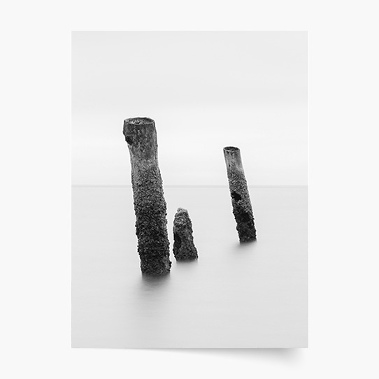 Poster, Alb-negru: Copaci, 30x40