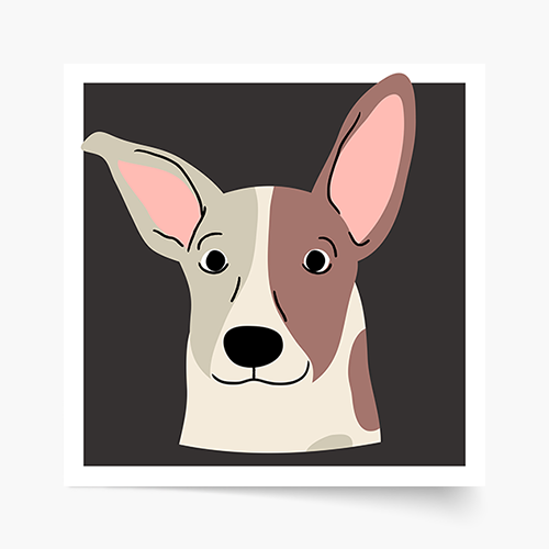 Poster, Câini: Jack Russell, 30x30