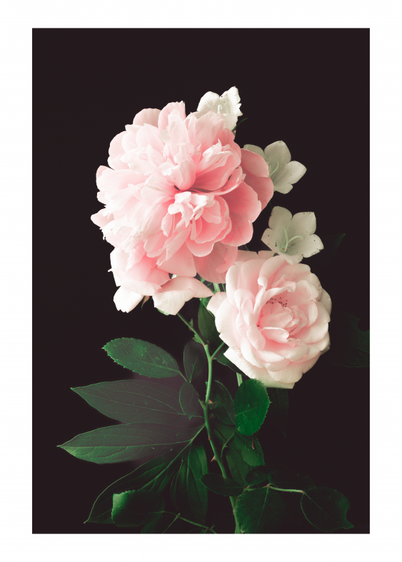 Poster, Flori: Trandafiri, 21x30