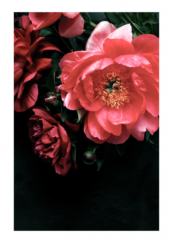 Poster, Flori: Bujori 2, 21x30