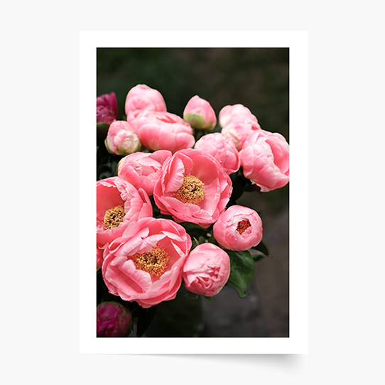 Poster, Flori: Bujori 1, 21x30