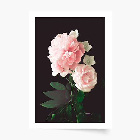 Poster, Flori: Trandafiri, 21x30