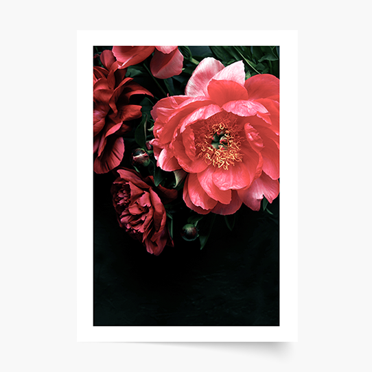 Poster, Flori: Bujori 2, 21x30