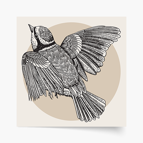 Poster, Păsări: Birdie 2, 30x30