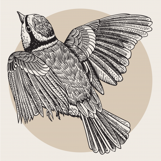 Poster, Păsări: Birdie 2, 30x30