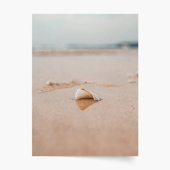 Poster, Mare: Scoică, 30x40