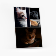 Tablou, animalut, 40x60 cm